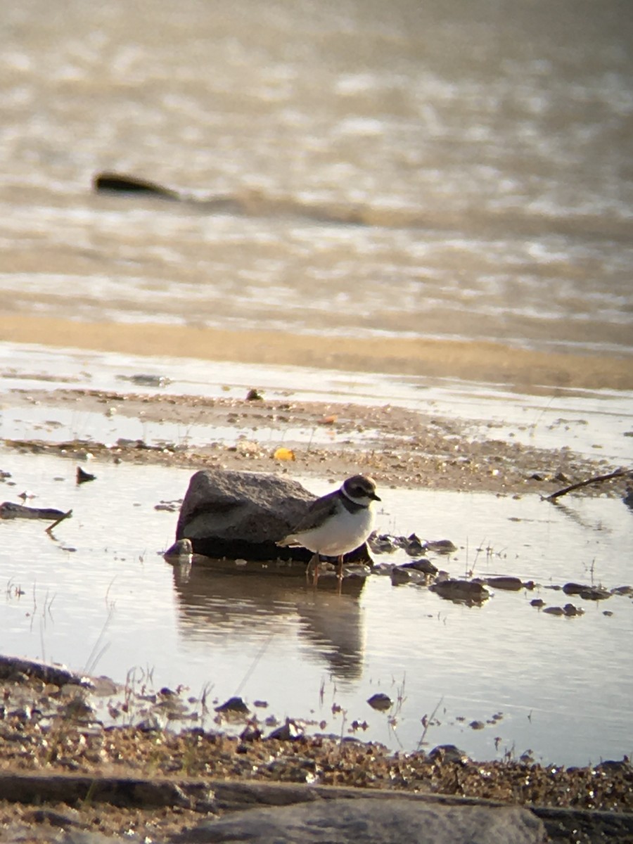 Semipalmated Plover - ML641699938