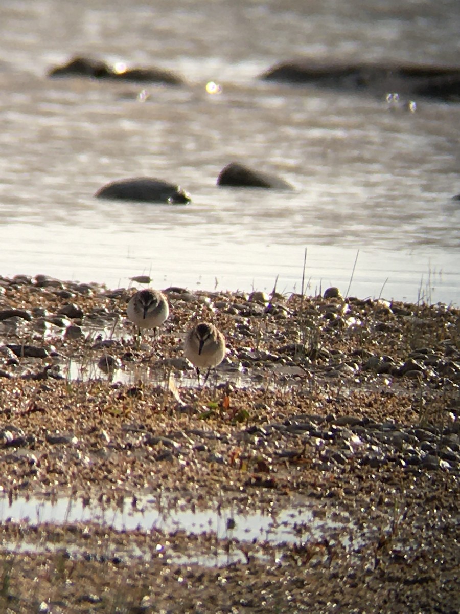 Semipalmated Sandpiper - ML641699948