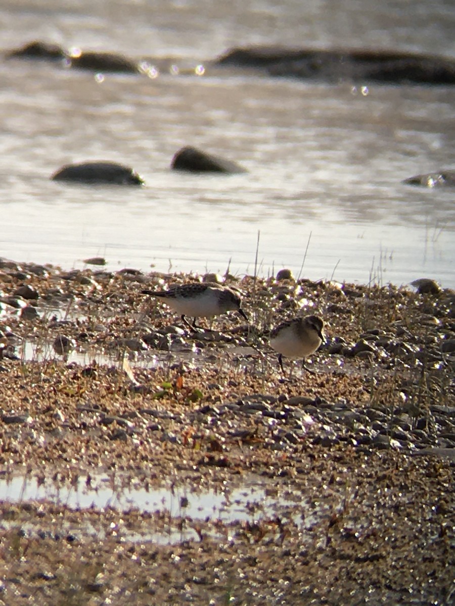 Semipalmated Sandpiper - ML641699949