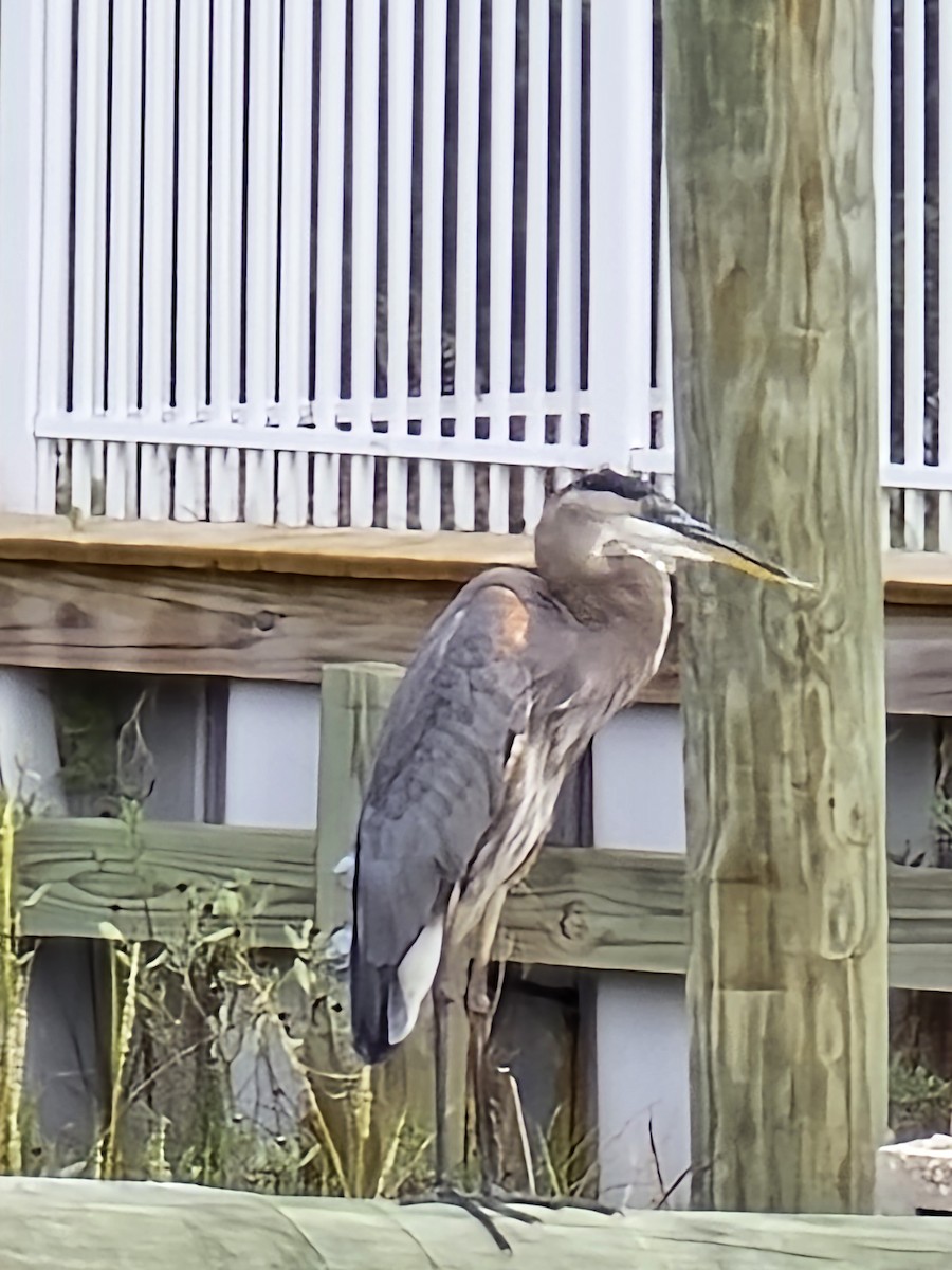 Great Blue Heron - ML641699960