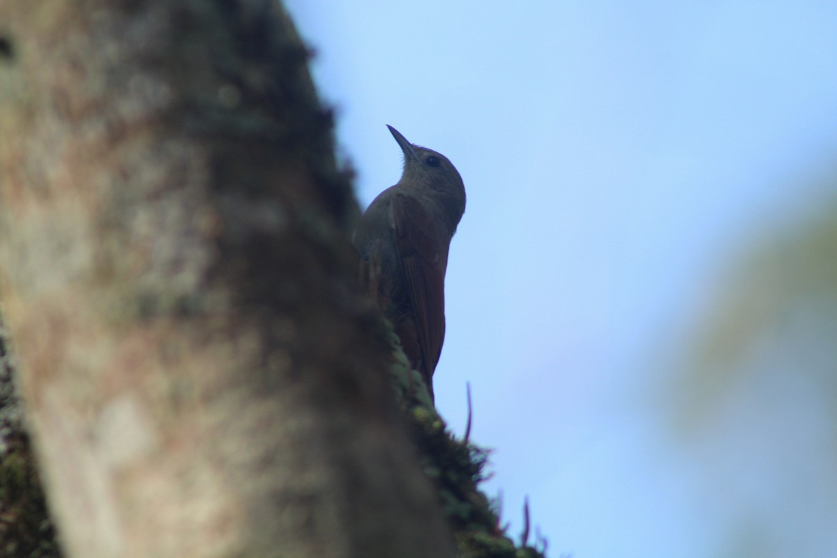 Olivaceous Woodcreeper - ML641700004