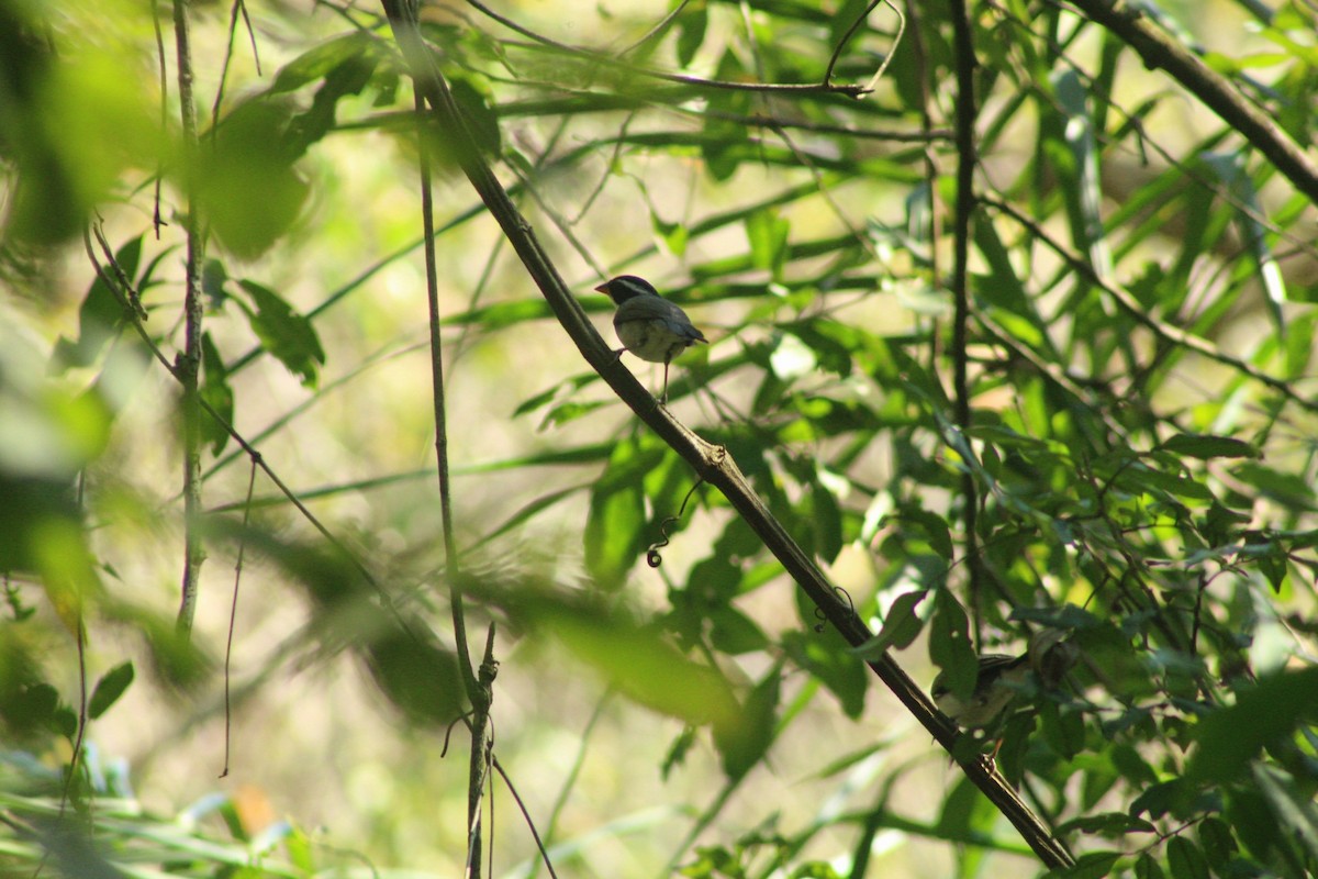 Saffron-billed Sparrow (Gray-backed) - ML641700053