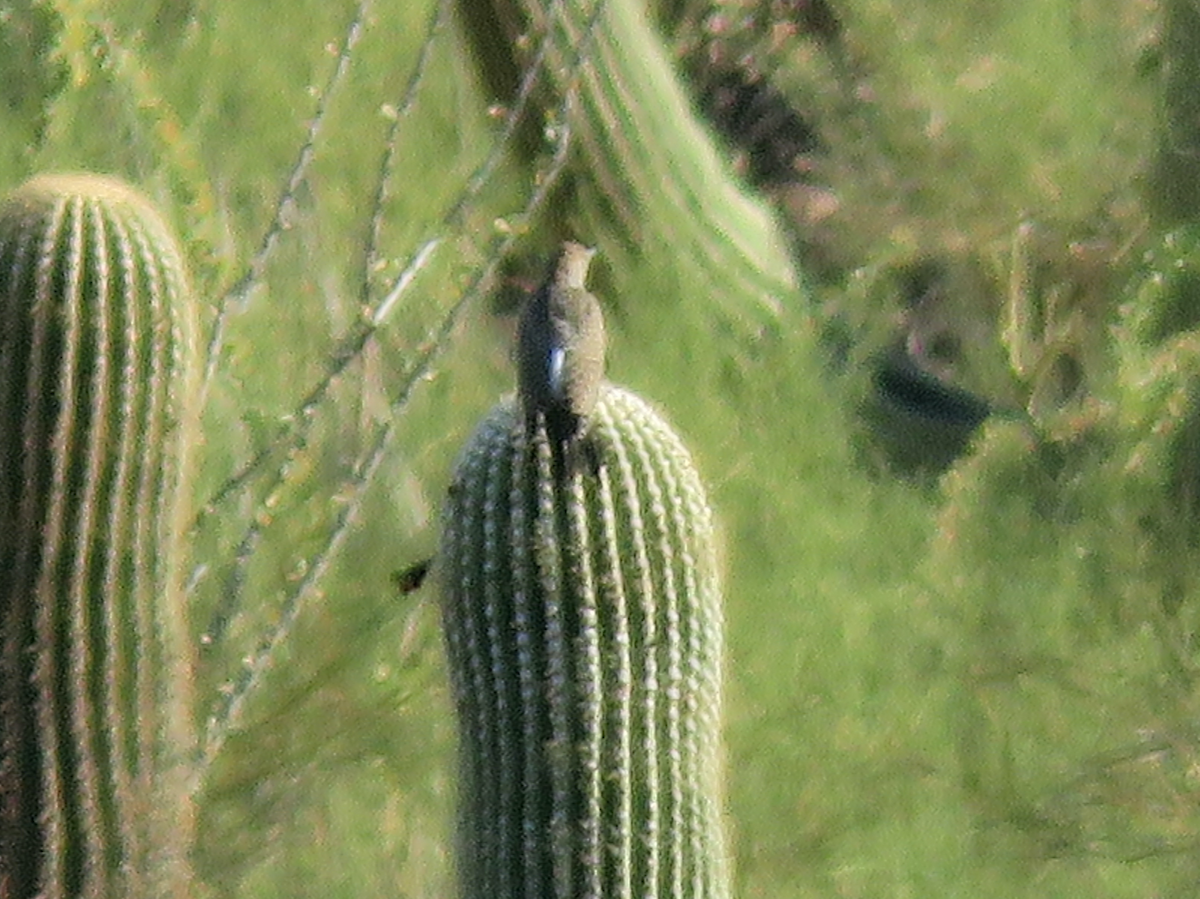 Gilded Flicker - ML641700055
