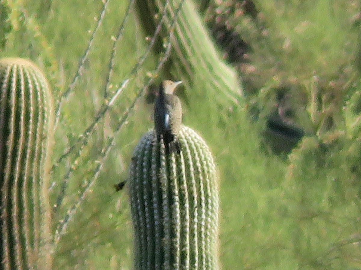 Gilded Flicker - ML641700056