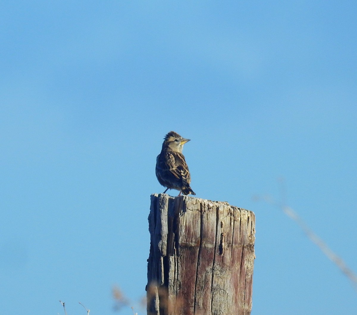Rock Sparrow - ML641700074