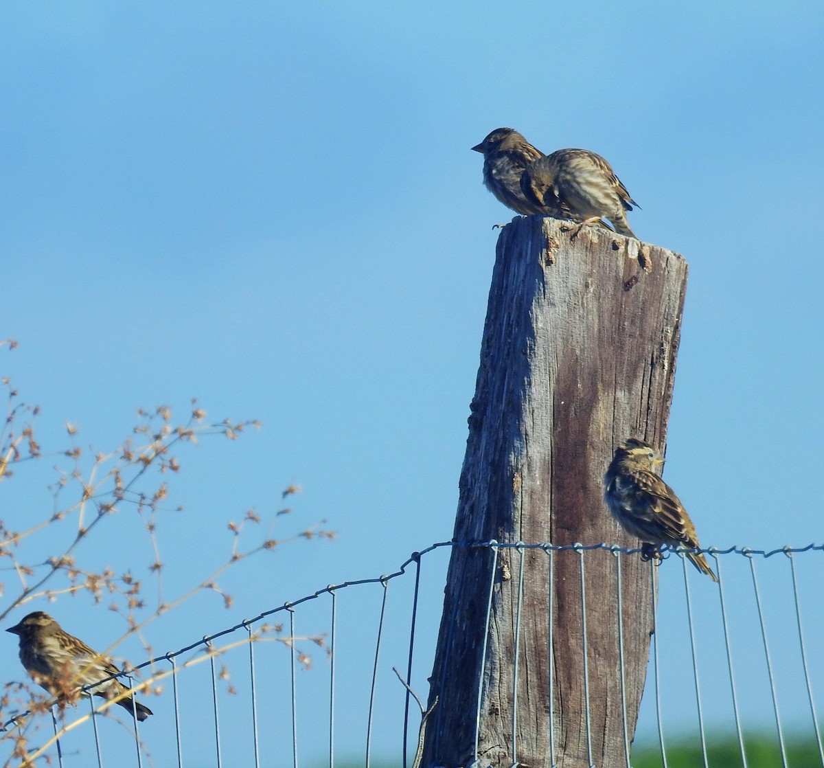 Rock Sparrow - ML641700075