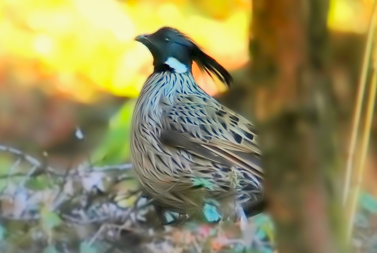 Koklass Pheasant - ML641700077
