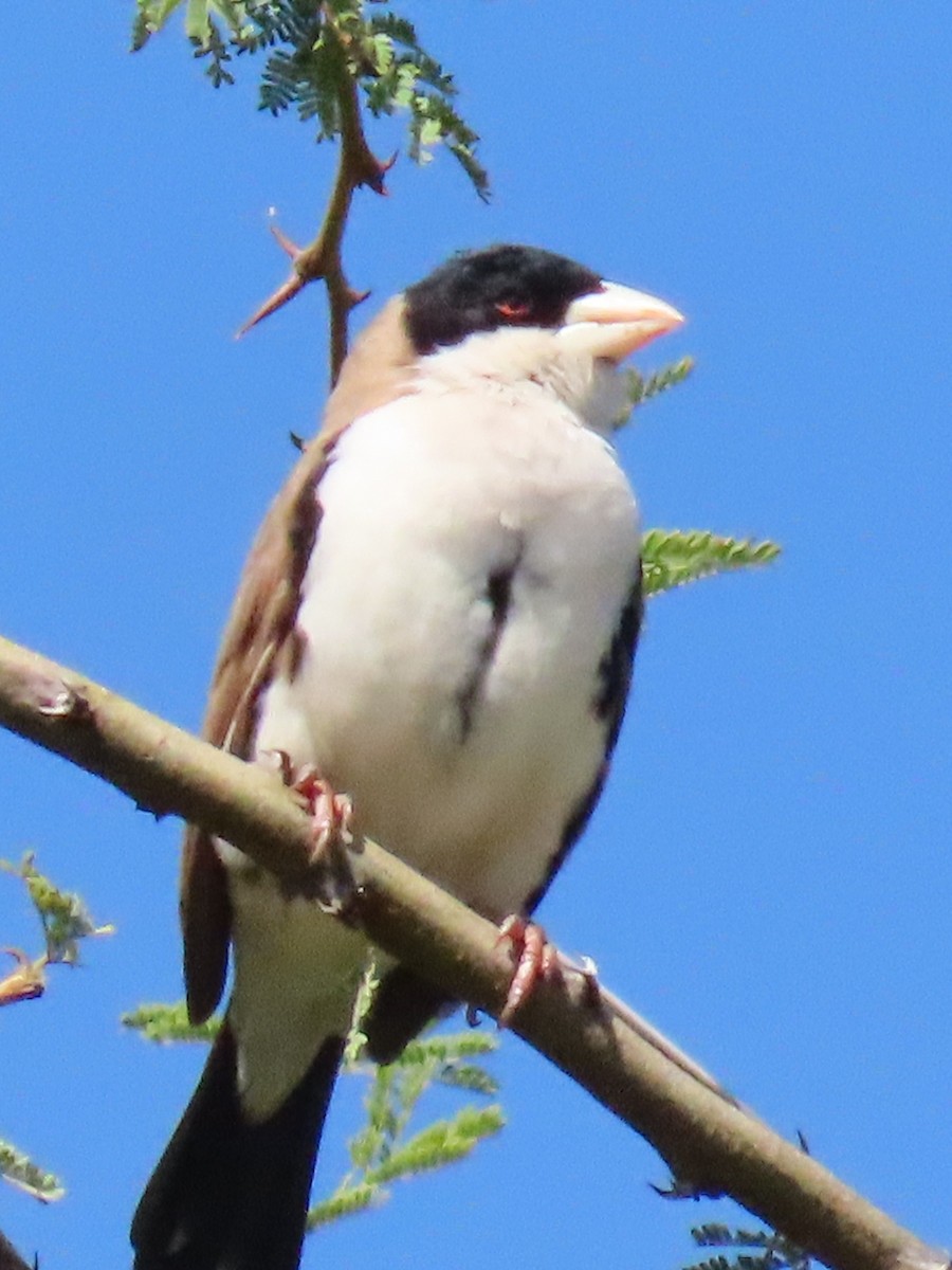 Black-capped Social-Weaver - ML641700083