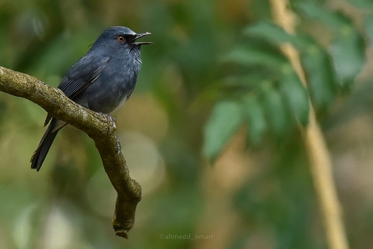 White-bellied Sholakili - ML641700088