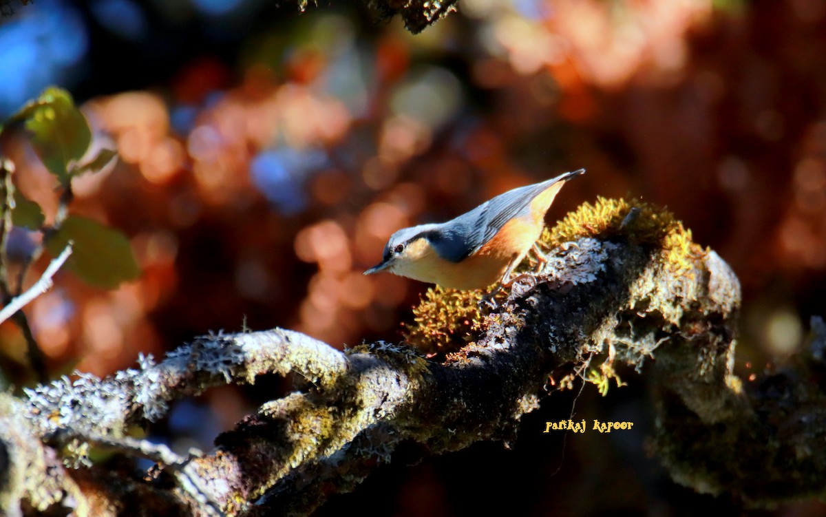 White-tailed Nuthatch - ML641700099