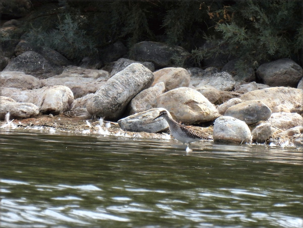 Wood Sandpiper - ML641700109