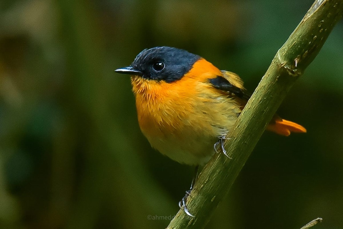 Black-and-orange Flycatcher - ML641700117