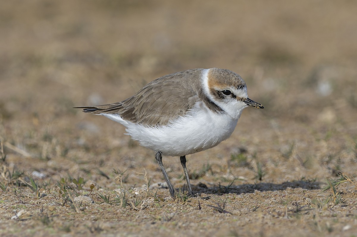 Kentish Plover - ML641700118