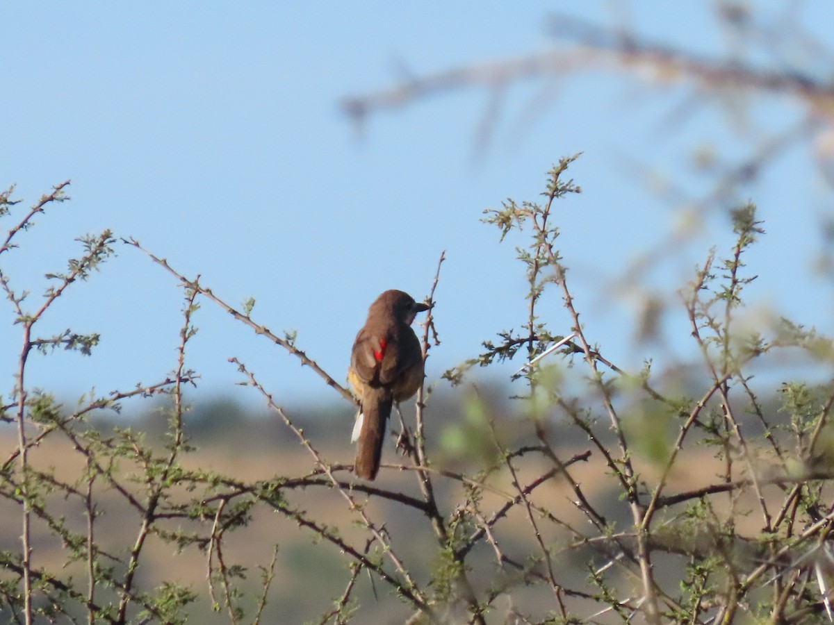 Rosy-patched Bushshrike - ML641700121