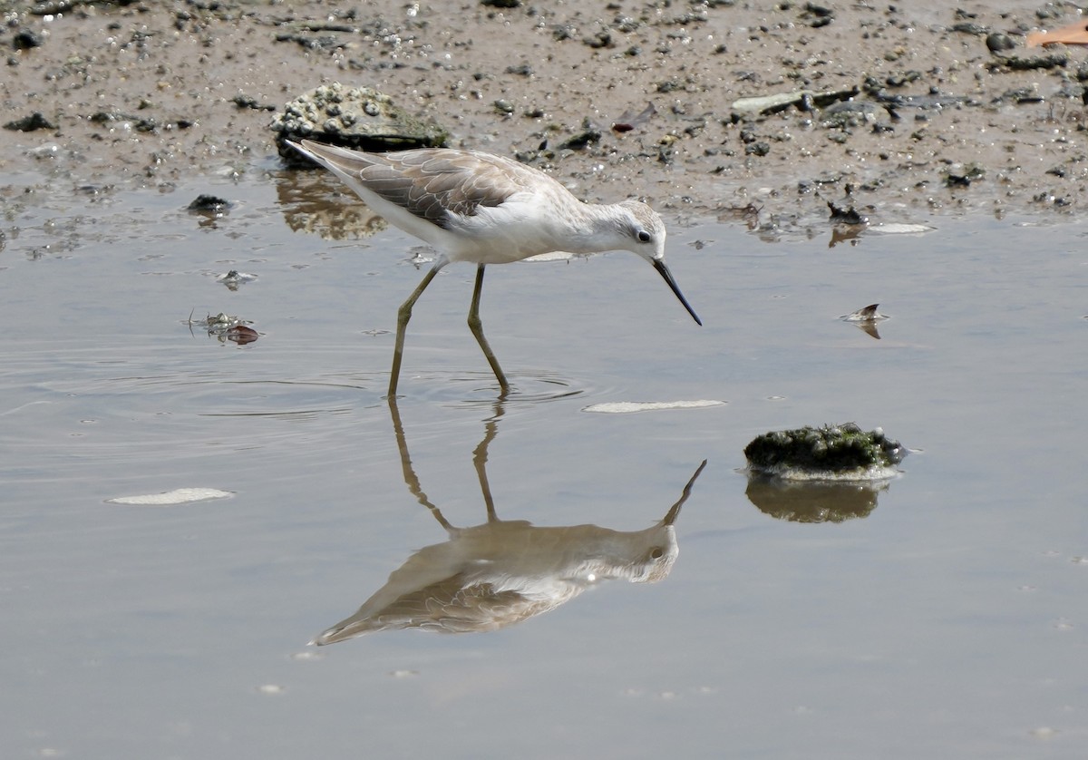 Marsh Sandpiper - ML641700146