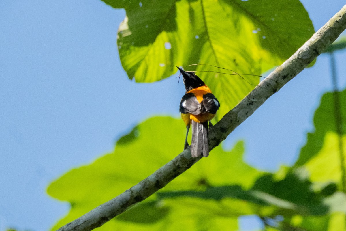 oransjeryggtrupial - ML641700148