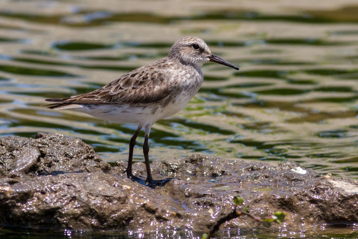 jespák tundrový - ML641700155