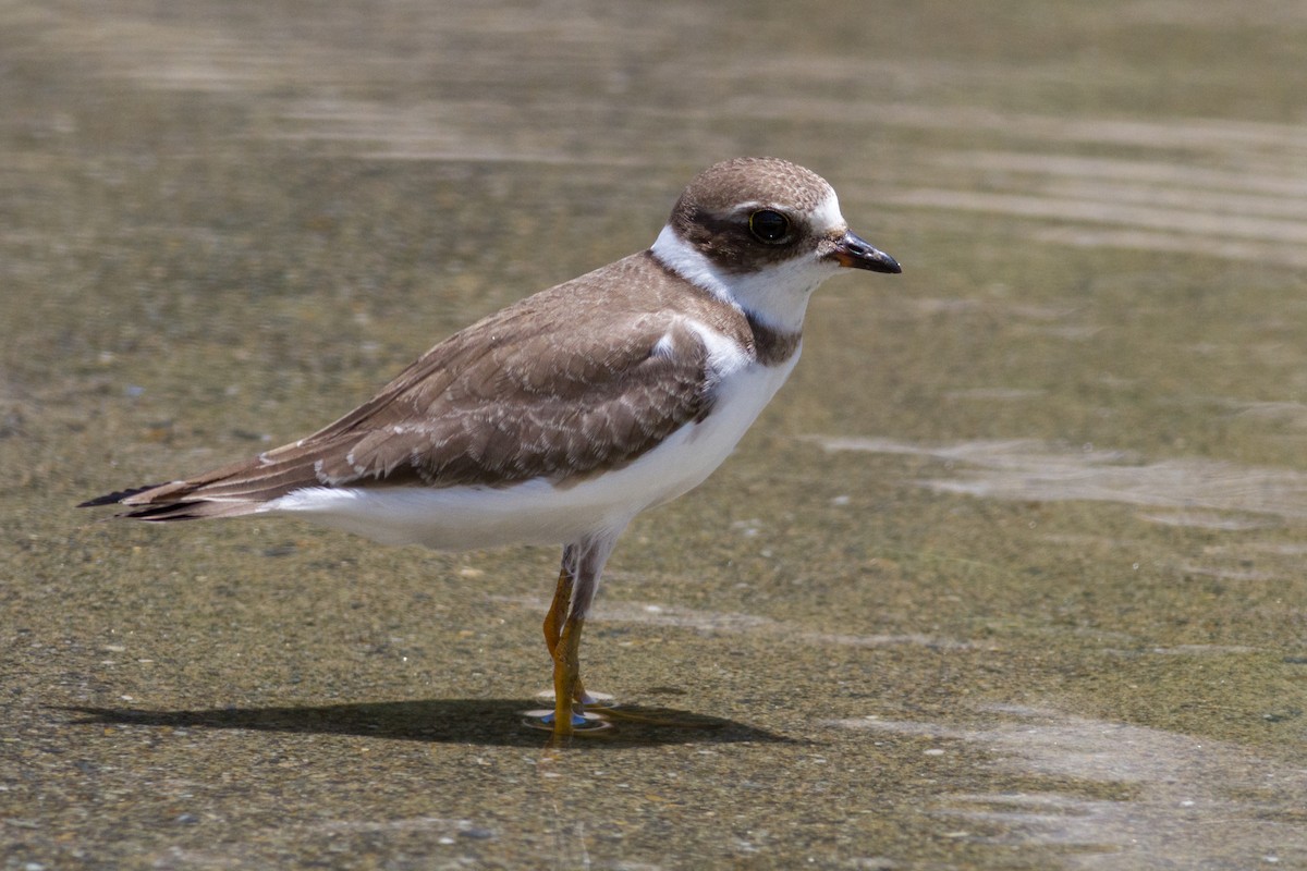 kulík kanadský - ML641700158