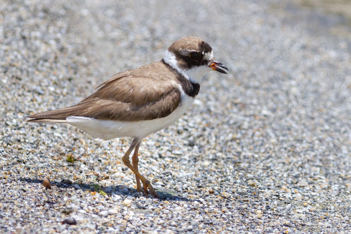 kulík kanadský - ML641700162