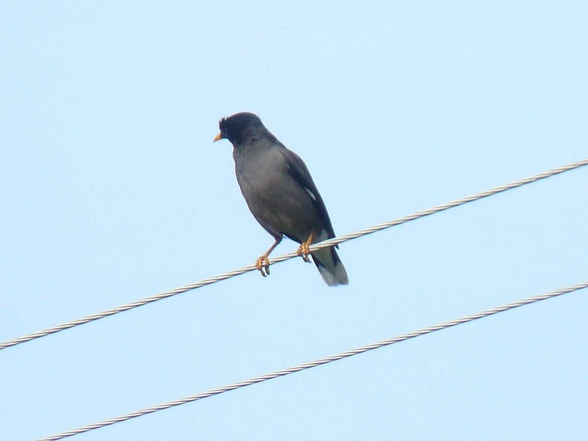 Jungle Myna - ML641700165