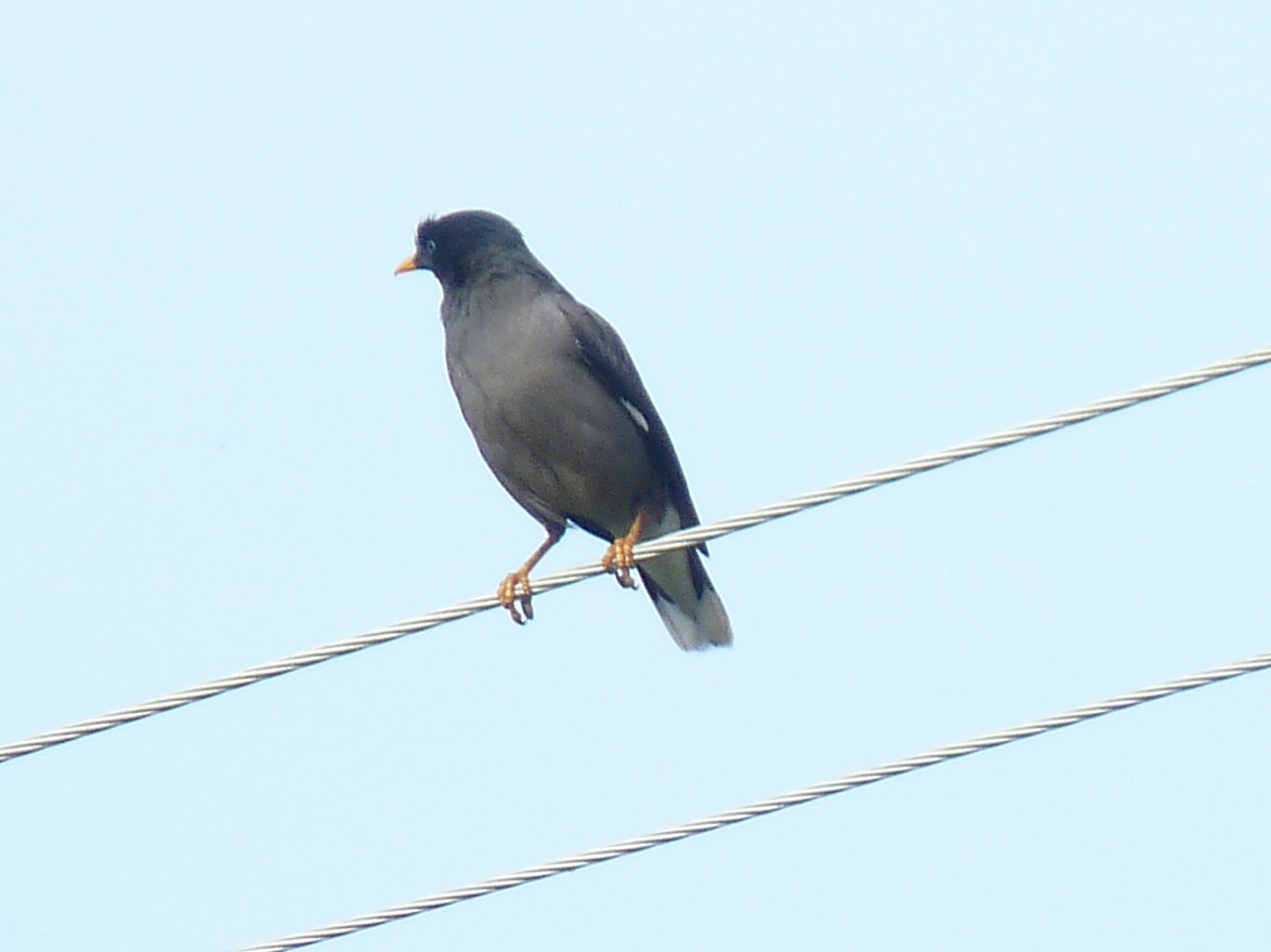Jungle Myna - ML641700166