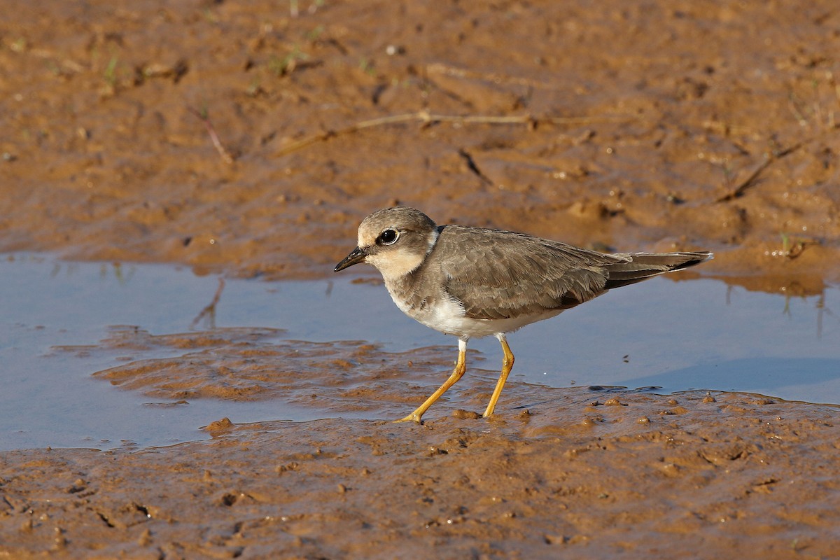 Little Ringed Plover - ML641700207