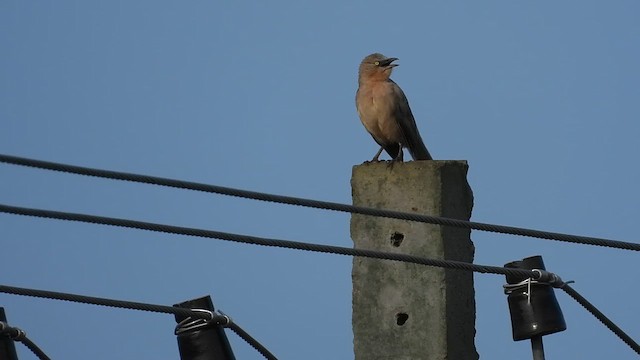 Large Gray Babbler - ML641700234