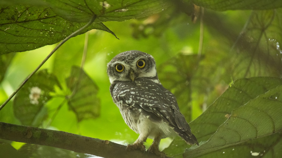 Spotted Owlet - ML641700280