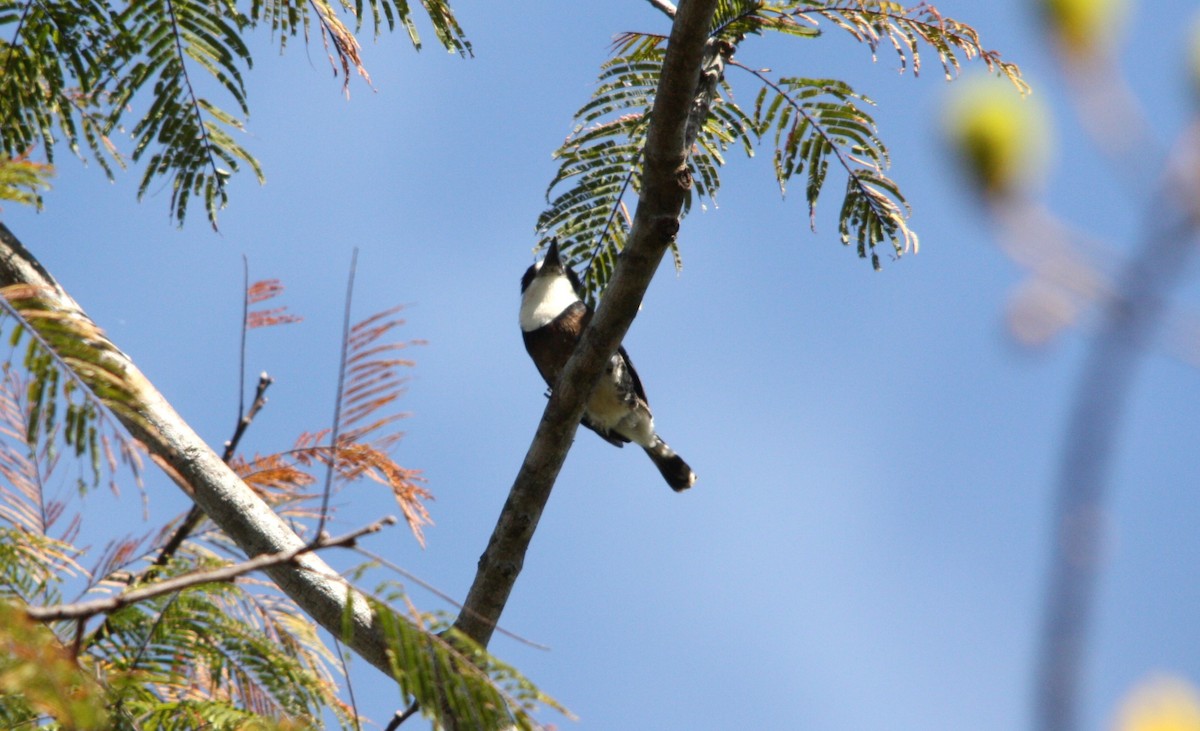 Brown-banded Puffbird - ML641700296
