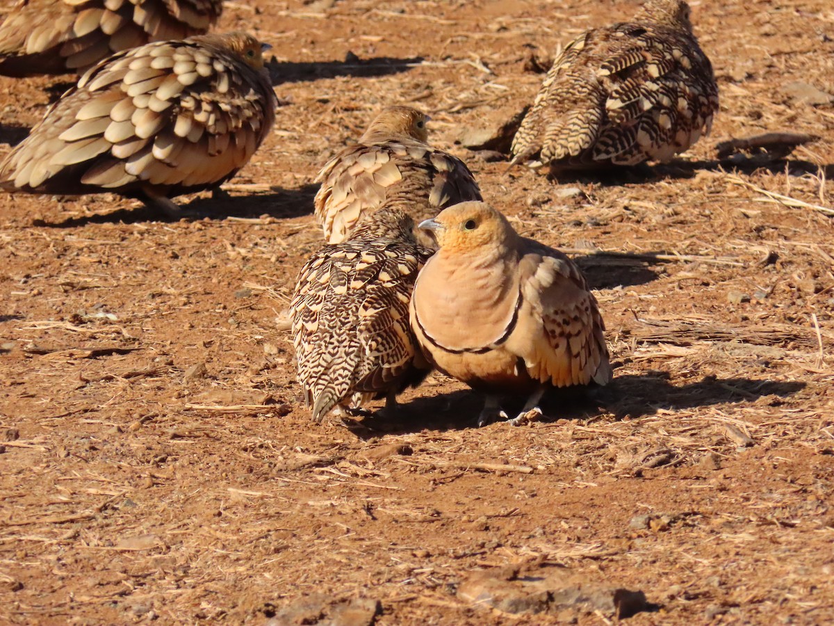 Chestnut-bellied Sandgrouse - ML641700306