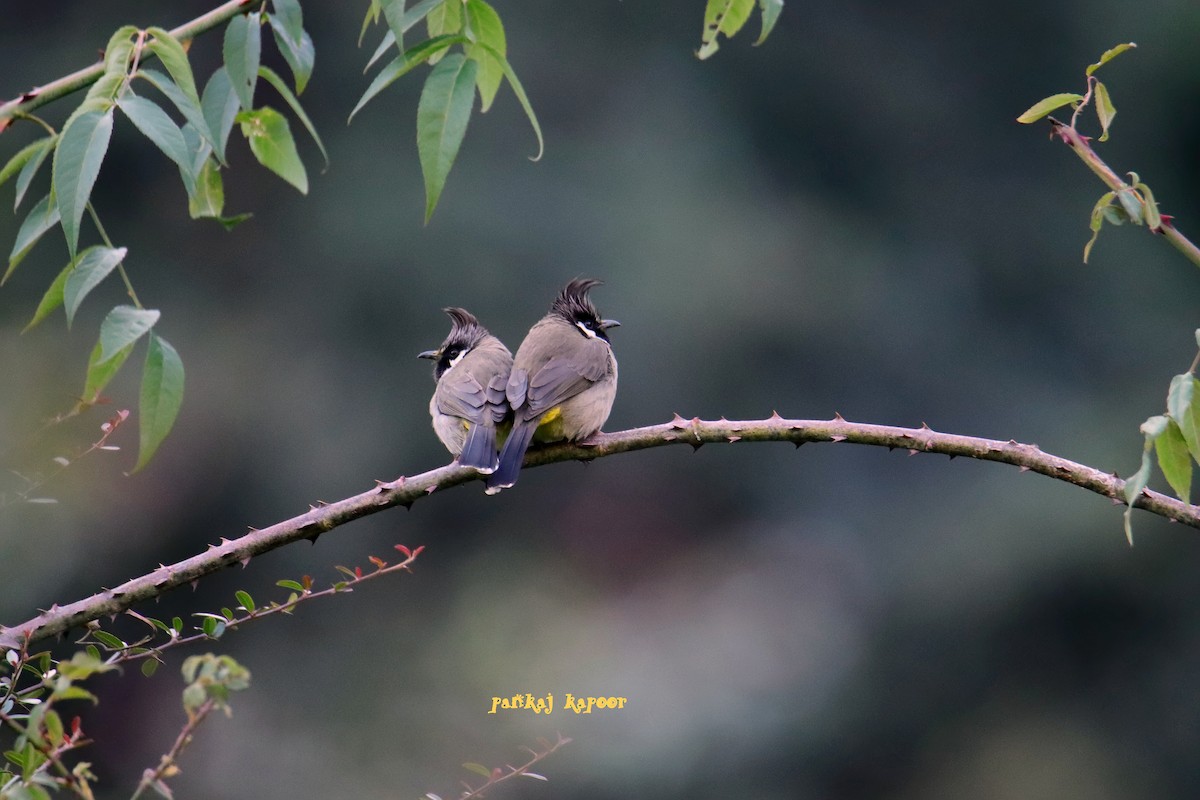 Himalayan Bulbul - ML641700326