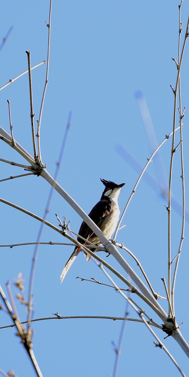 Red-whiskered Bulbul - ML641700328