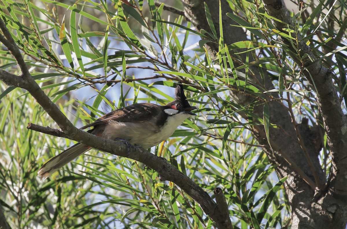 Red-whiskered Bulbul - ML641700329