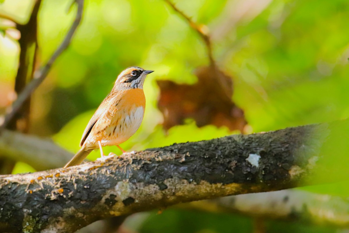 Rufous-breasted Accentor - ML641700343