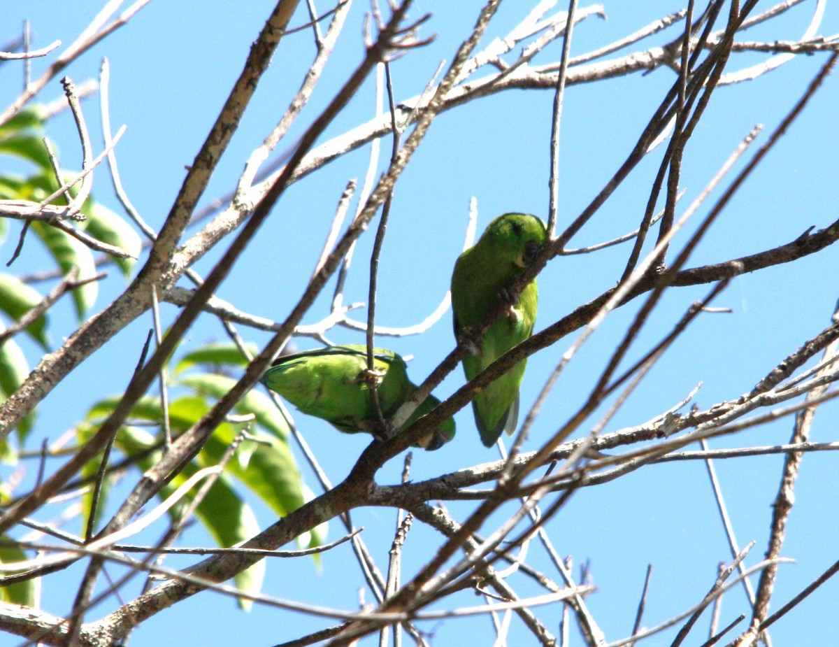 Dusky-billed Parrotlet - ML641700361
