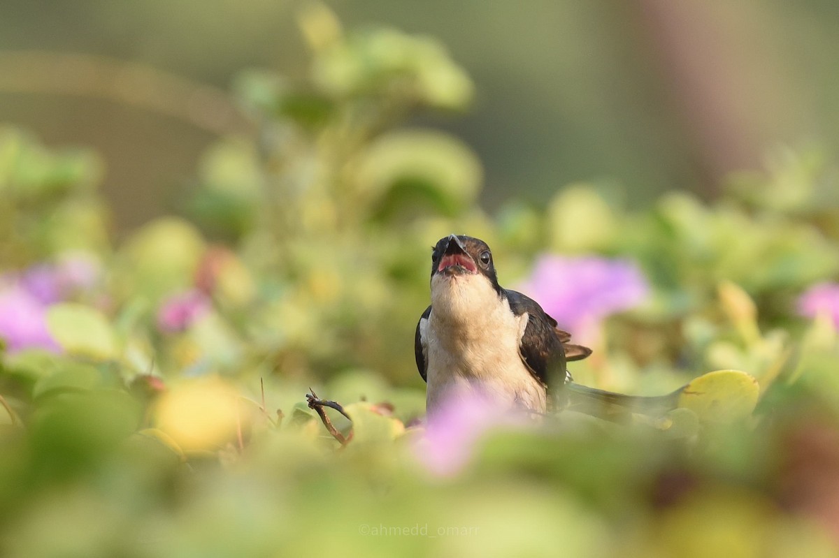 Pied Cuckoo - ML641700362