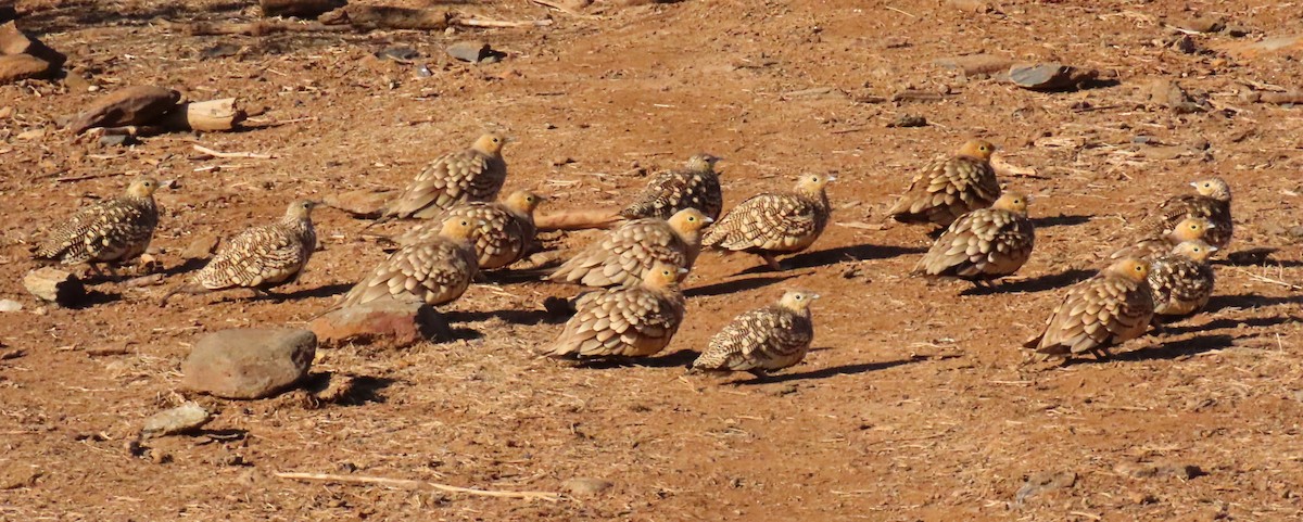 Chestnut-bellied Sandgrouse - ML641700365