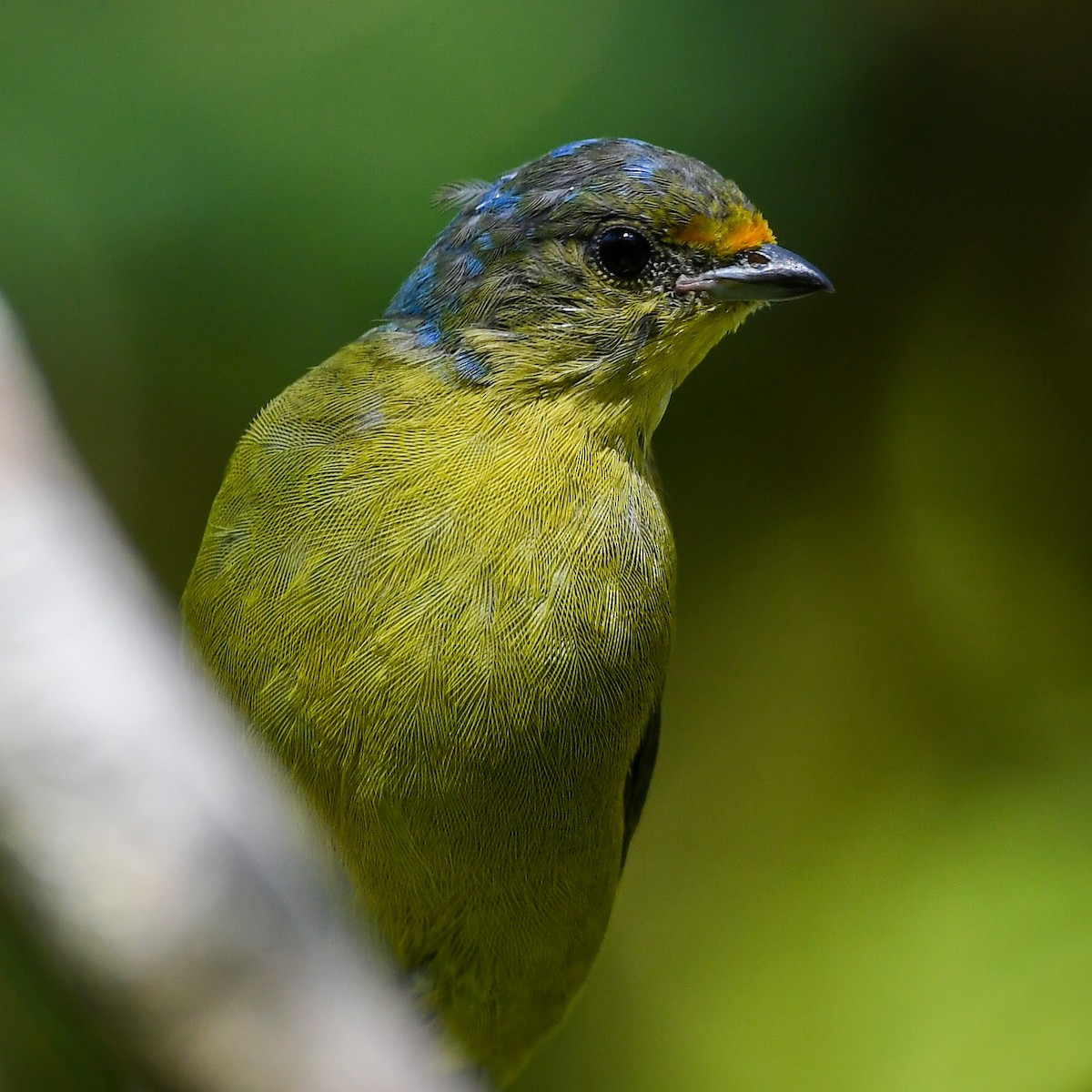 Elegant Euphonia - ML641700390