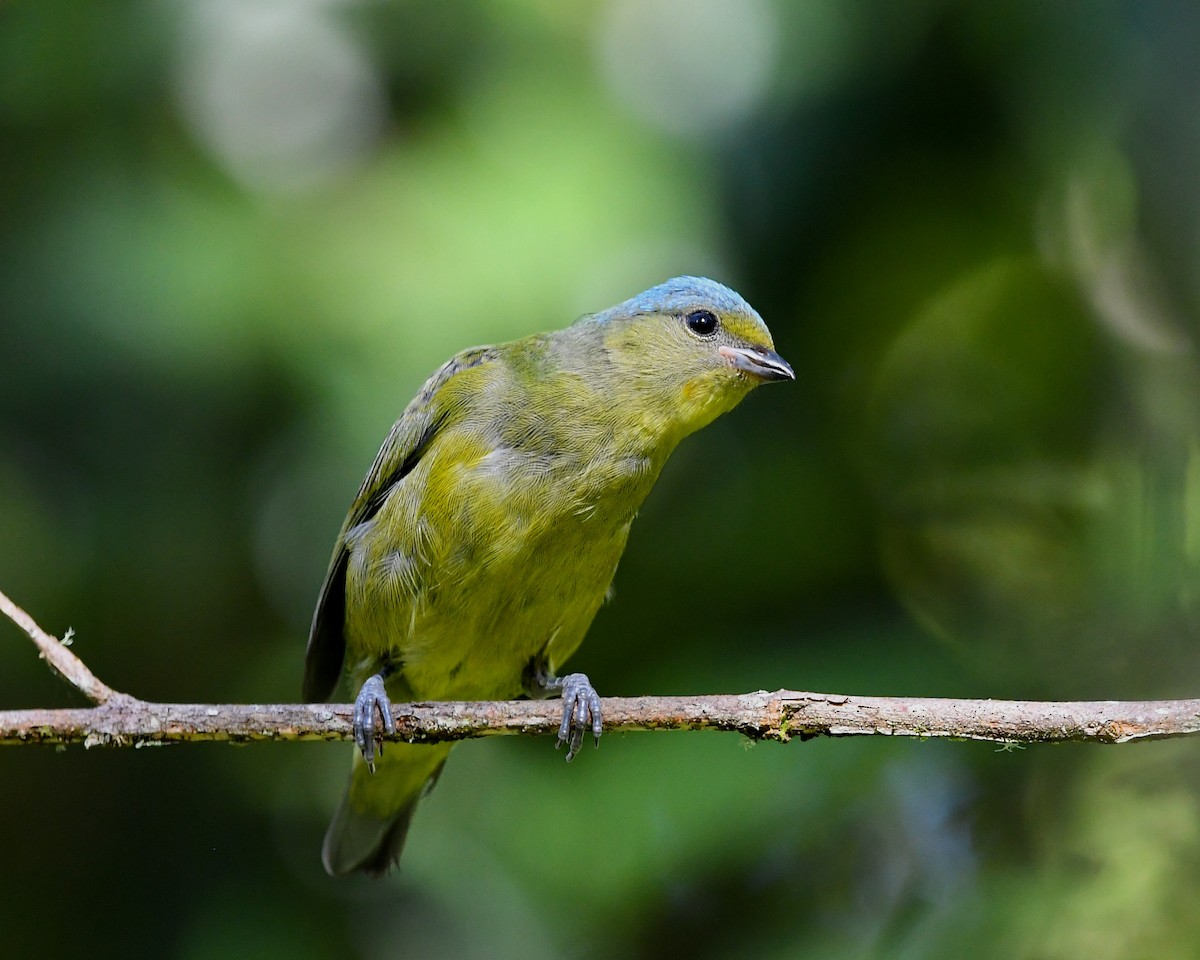 Elegant Euphonia - ML641700391