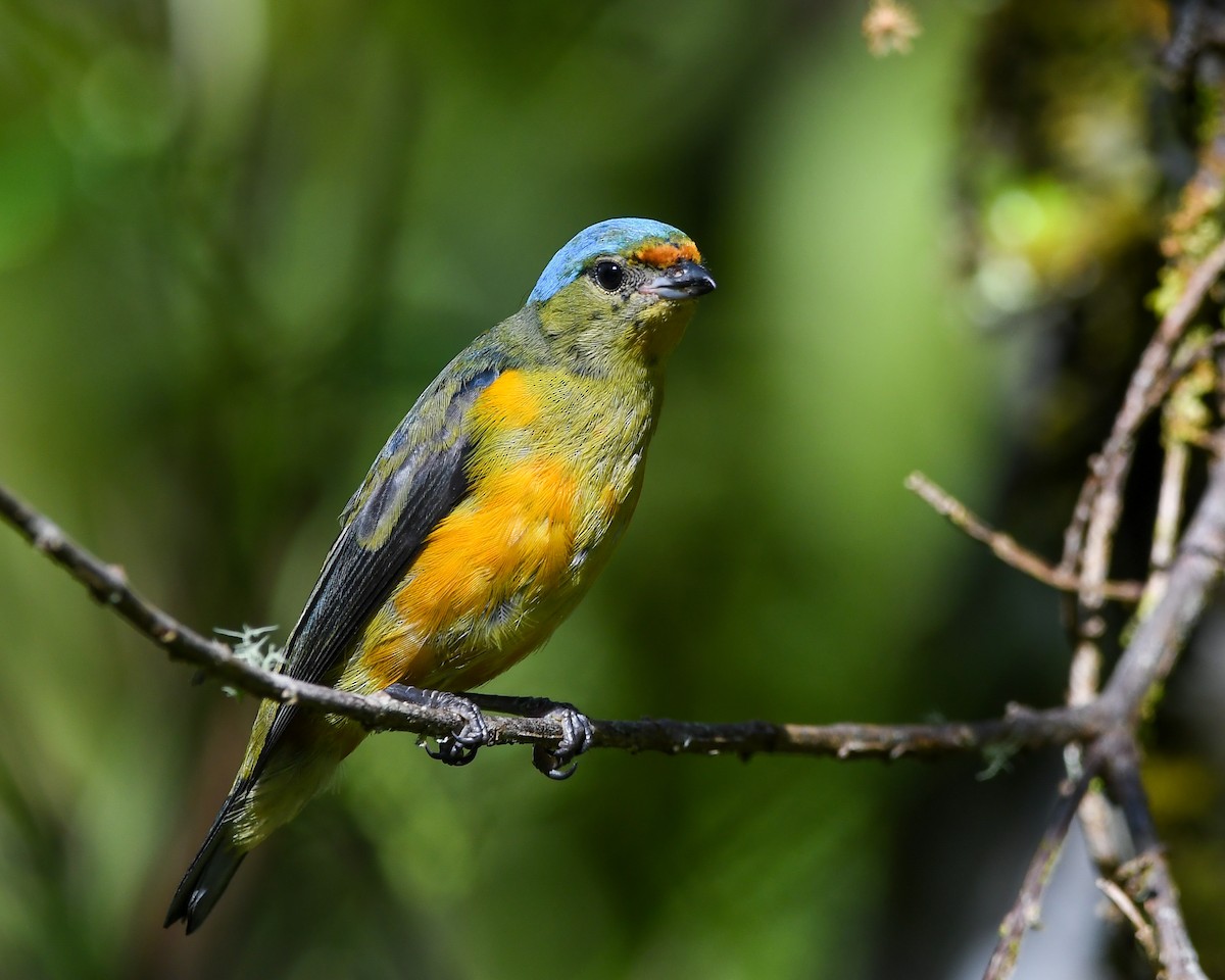 Elegant Euphonia - ML641700392