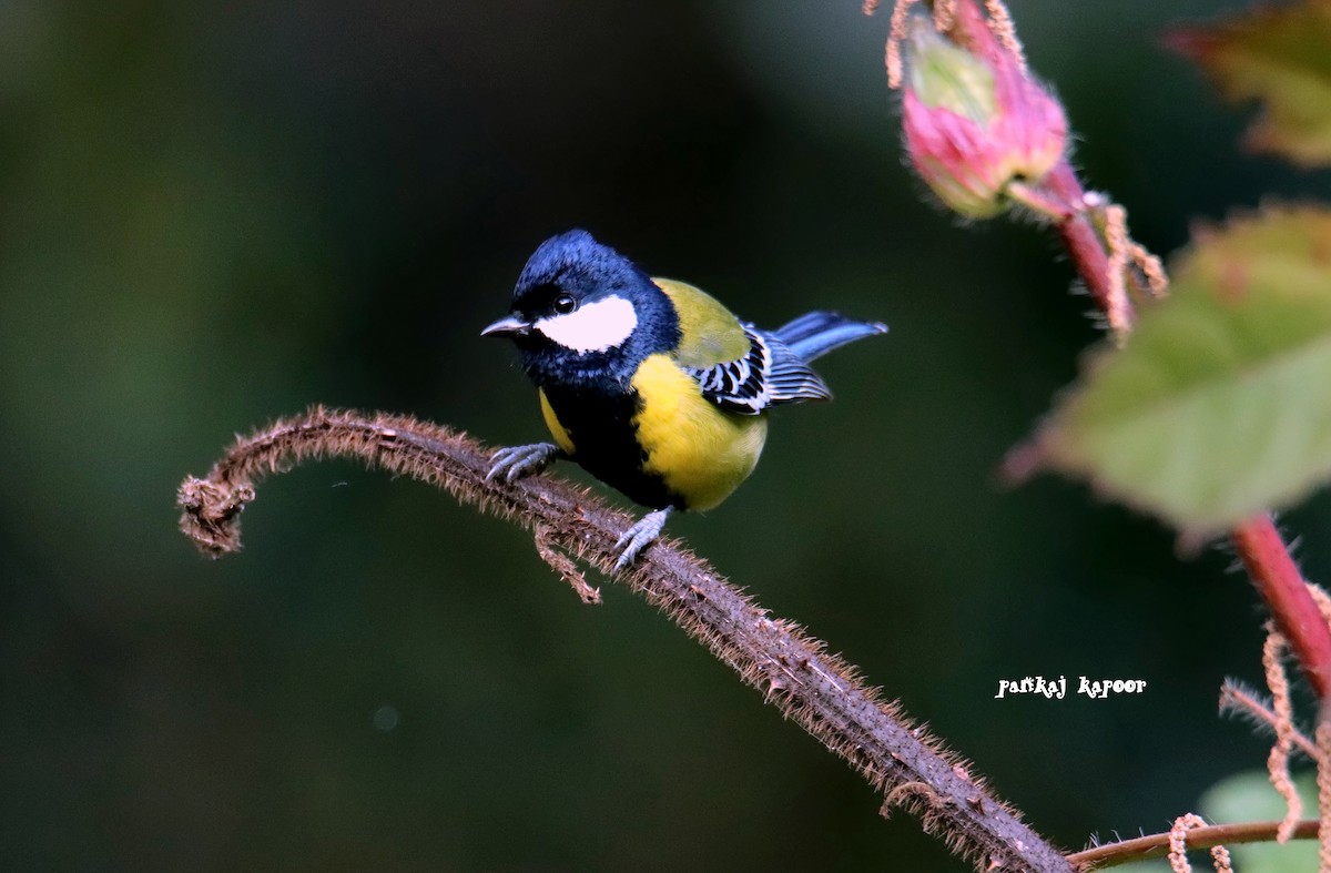 Green-backed Tit - ML641700413
