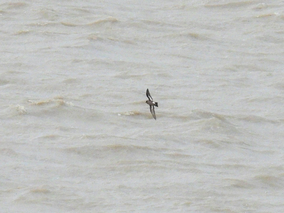 European Storm-Petrel - ML641700420