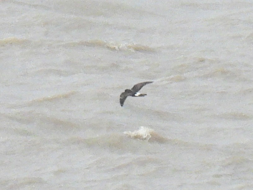 European Storm-Petrel - ML641700428