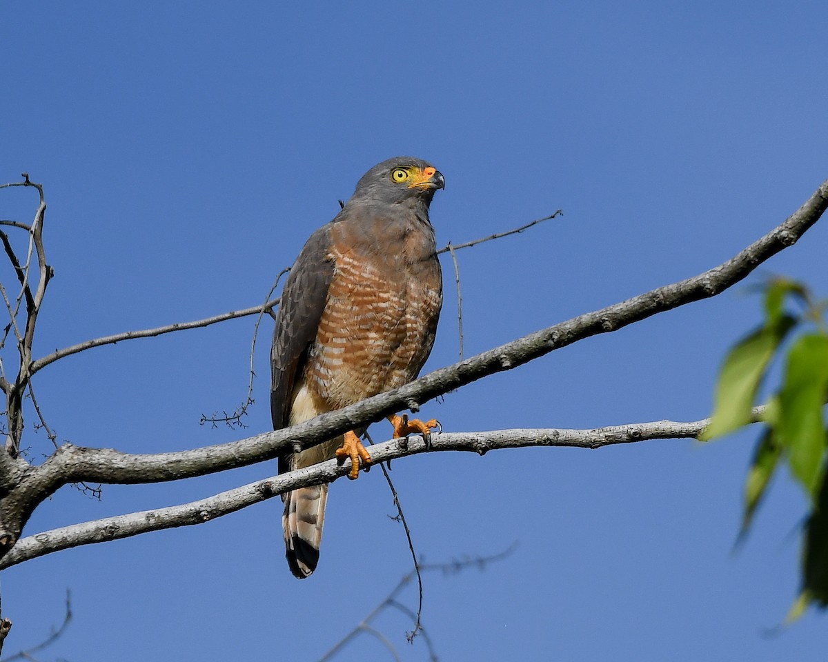 Roadside Hawk - ML641700437