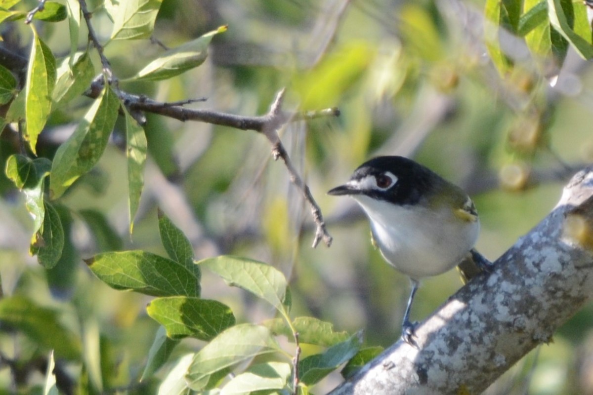 Black-capped Vireo - ML641700491