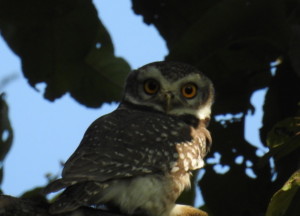 Spotted Owlet - ML64170051