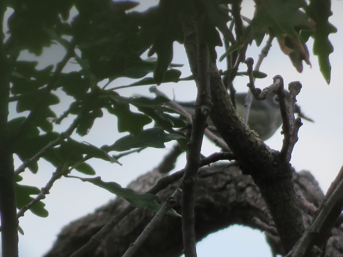 Cassin's Vireo - ML641700526