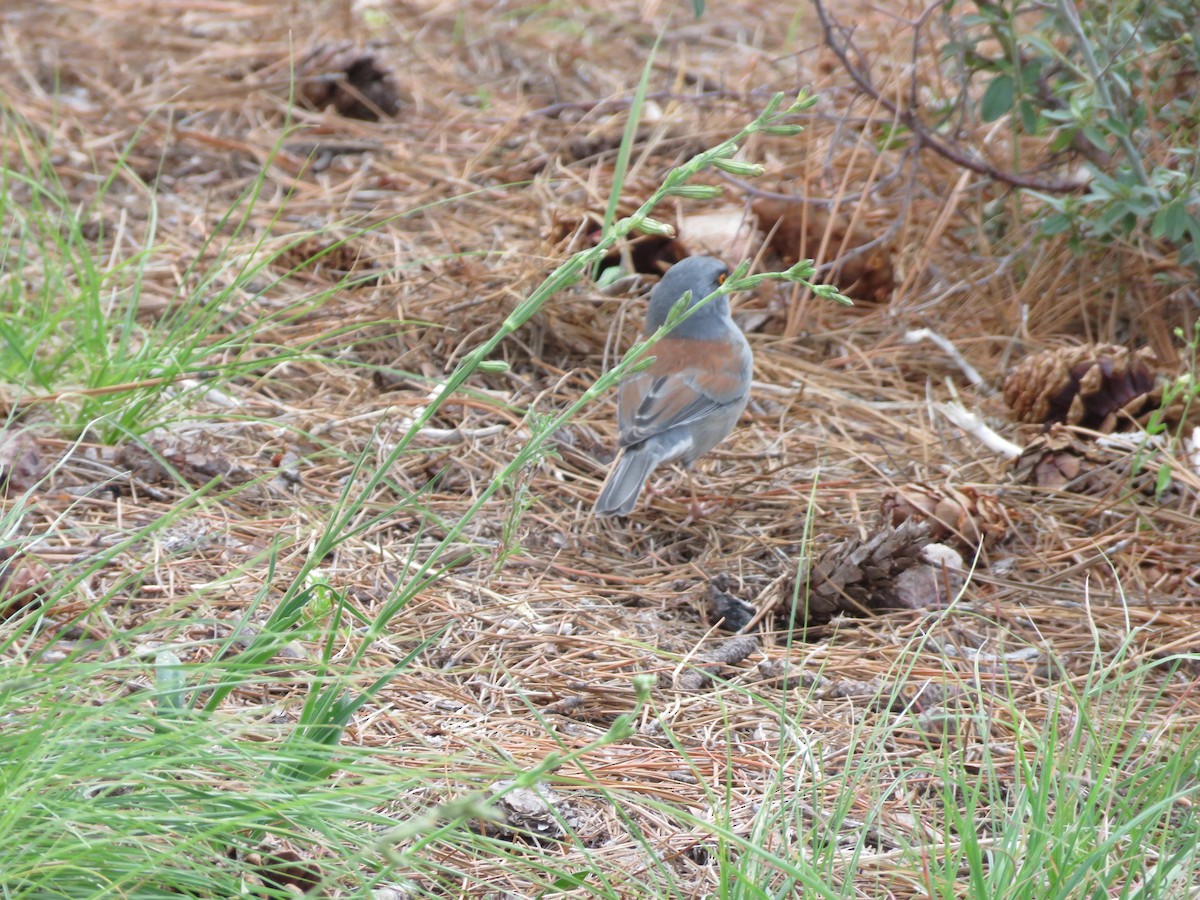 Yellow-eyed Junco - ML641700530