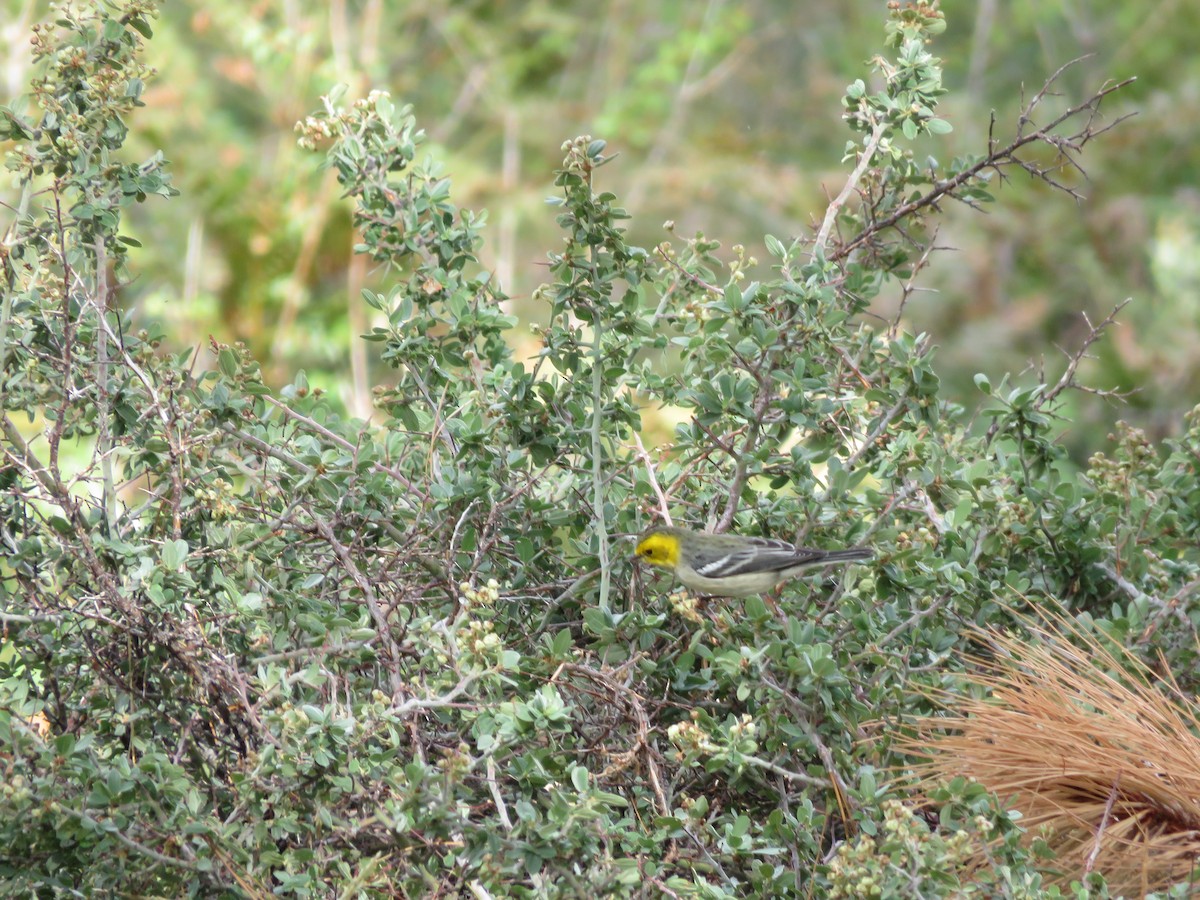 Hermit Warbler - ML641700540