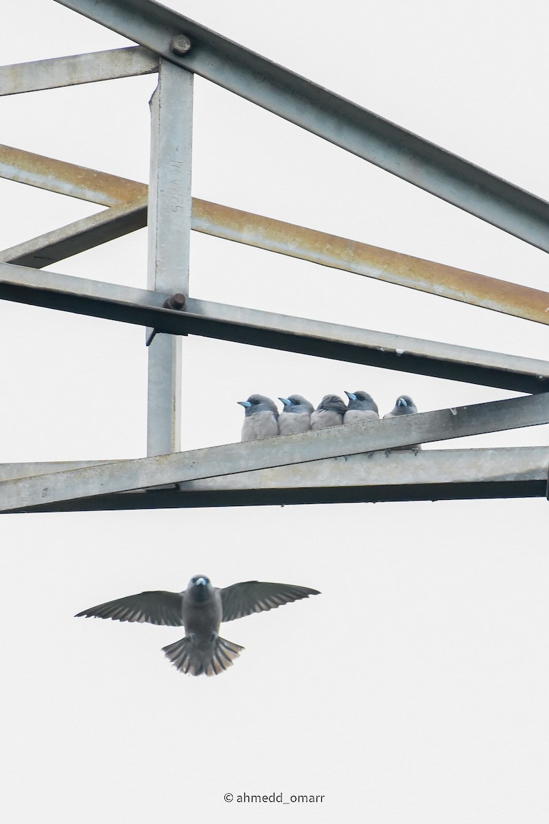 Ashy Woodswallow - ML641700543